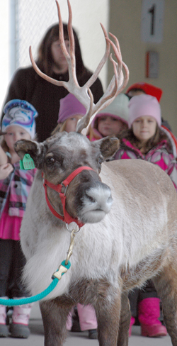 Buttons the one-antlered reindeer